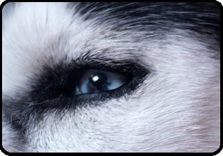 Meetup_image-dog-eye1