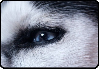 A Wolf's eye keenly focused as a leader's eye has to be. 